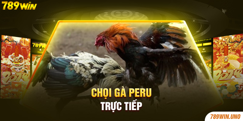 Chọi gà Peru trực tiếp 