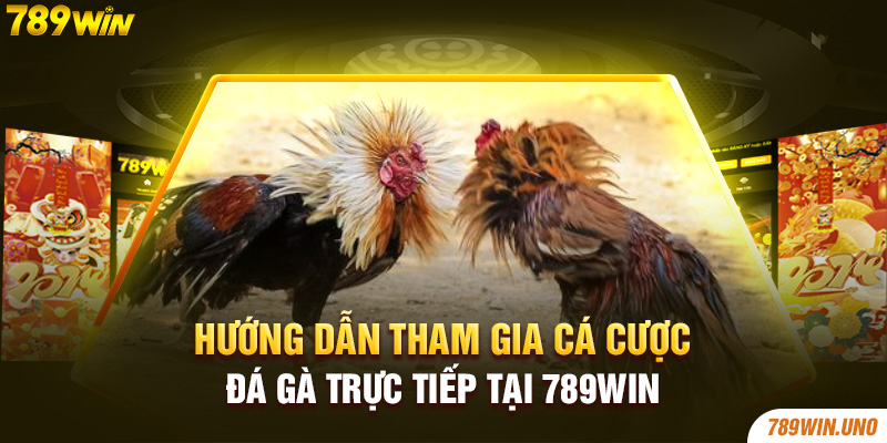 Hướng dẫn tham gia cá cược đá gà trực tiếp tại 789Win