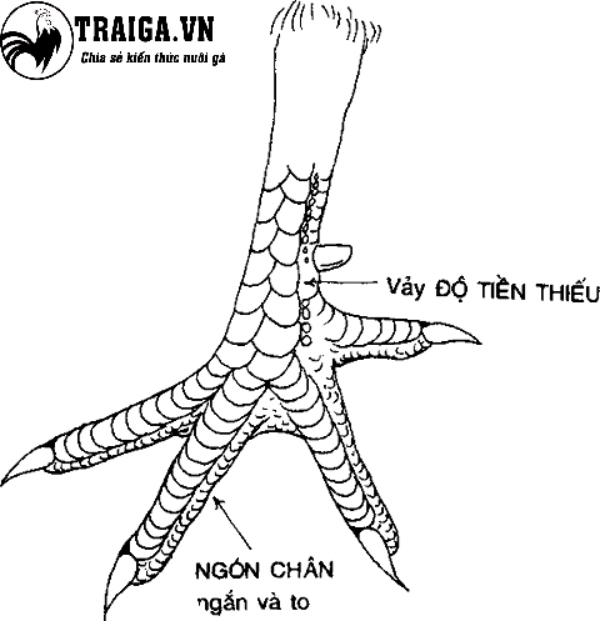 Dáng vảy độ tiền thiếu là loại vảy gà xấu nên tránh