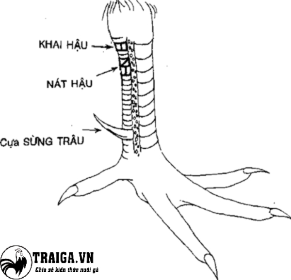 Dáng vảy nát hậu – Vảy khai hậu cũng nằm trong top vảy gà xấu nên tránh