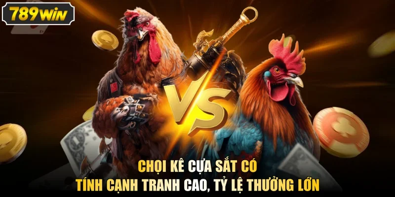 Chọi kê cựa sắt có tính cạnh tranh cao, tỷ lệ thưởng lớn