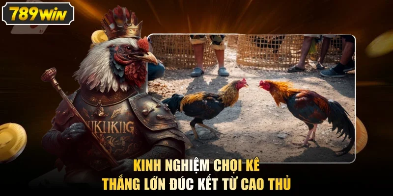 Kinh nghiệm chọi kê thắng lớn đúc kết từ cao thủ